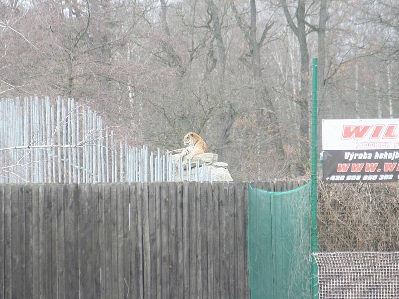 Nevšední divák - tygr ze sousední zoo