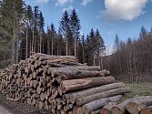 Vytěžené stromy nedaleko studánky Bezdýnky ve Ždánickém lese.