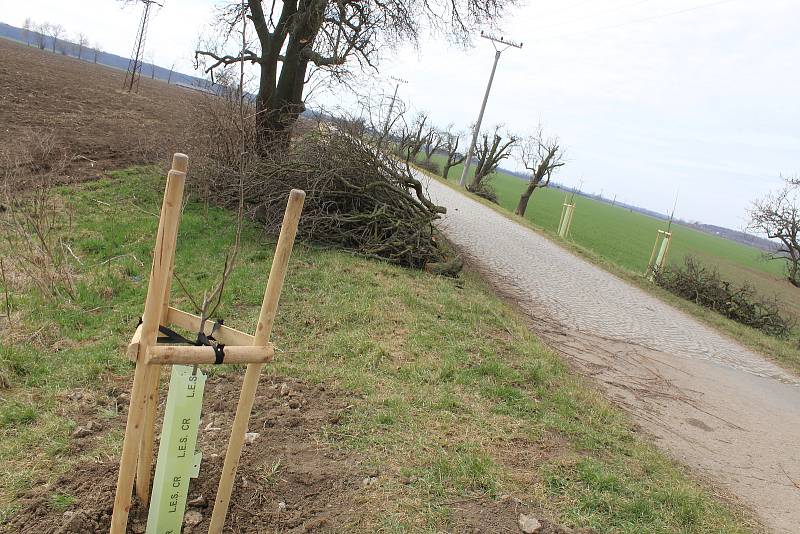 Nová výsadba ve stromořadí na hodonínském Nesytu ve směru na Lužice a Mikulčice.