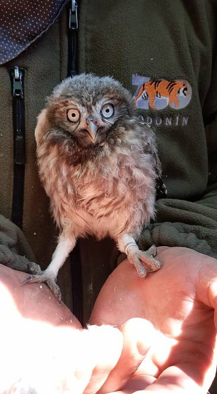 Mládě sýčka obecného v hodonínské zoologické zahradě.