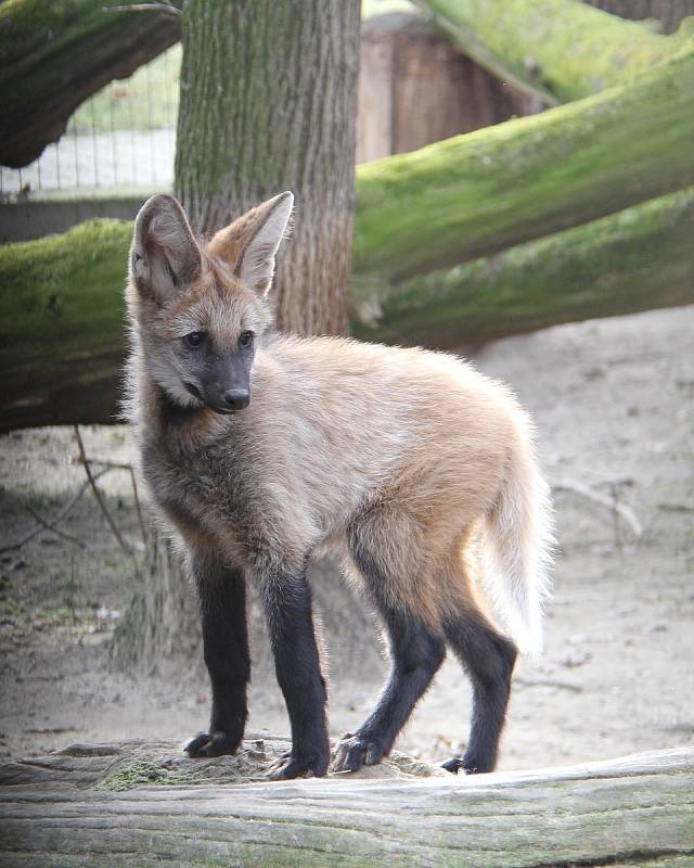 První veterinární prohlídka mláděte vlka hřivnatého v hodonínské zoo.