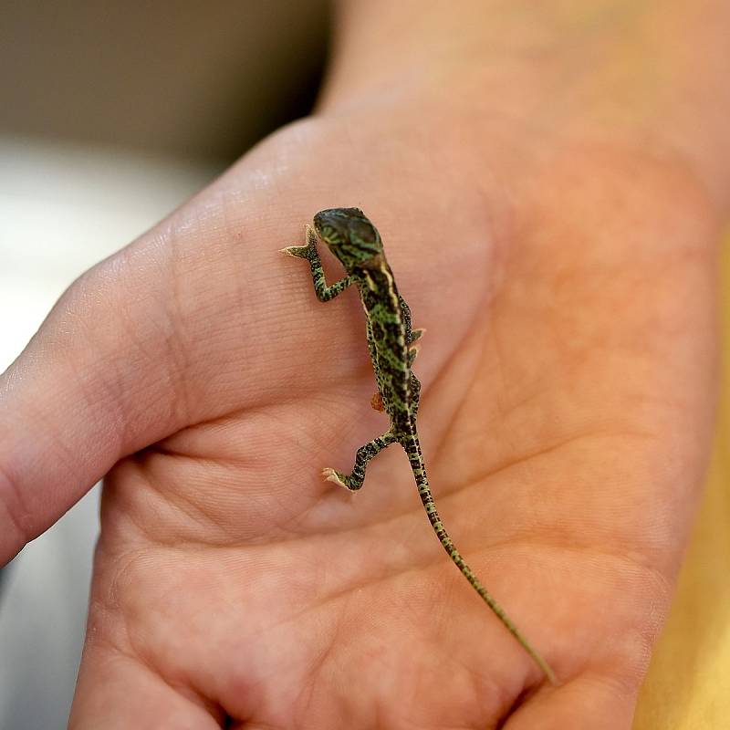 Chameleoni jemenští, kteří se koncem dubna vylíhli v hodonínské zoologické zahradě.