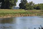 Rekordní vedro bylo v pátek před polednem znát i na řece Moravě u Strážnice na Hodonínsku.