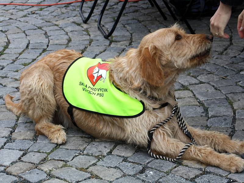 Na kyjovském náměstí se ve středu prezentovali poskytovatelé sociálních služeb.