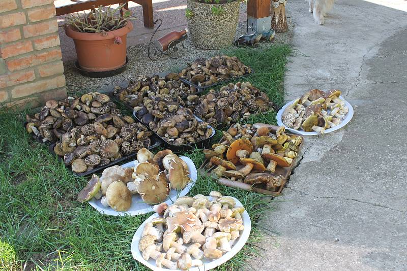 Miloslav Belka z Mikulčic si v posledních dnech domů přinesl témě sto kilo hub.