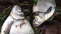 Kvůli úniku kejdy z bioplynové stanice v Kozojídkách znovu uhynuly v říčce Veličce ryby.