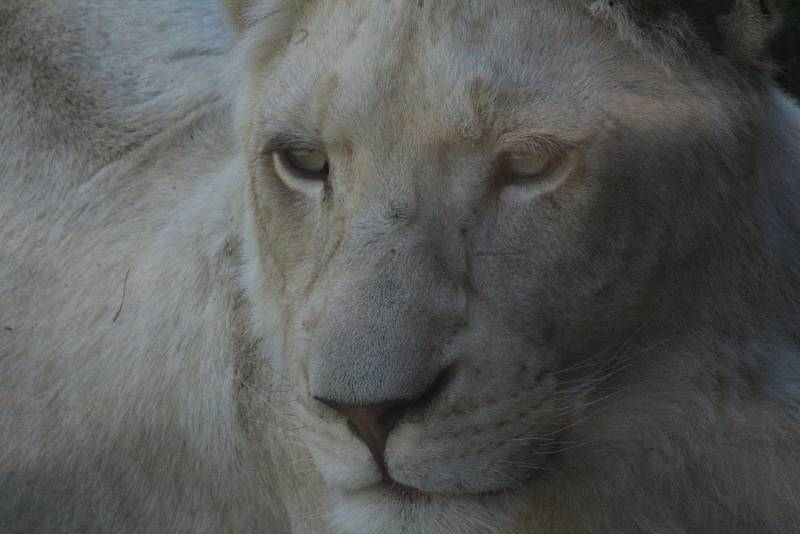 Lidé si mohou po znovuotevření zoologické zahrady prohlédnout zvířata ve venkovních výbězích či voliérách.