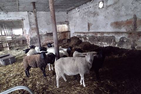 Areál s bývalým vepřínem a kravínem u Kněždubu ve středu dopoledne, zdejší chov čeká brzy kontrola krajské veterinární správy.