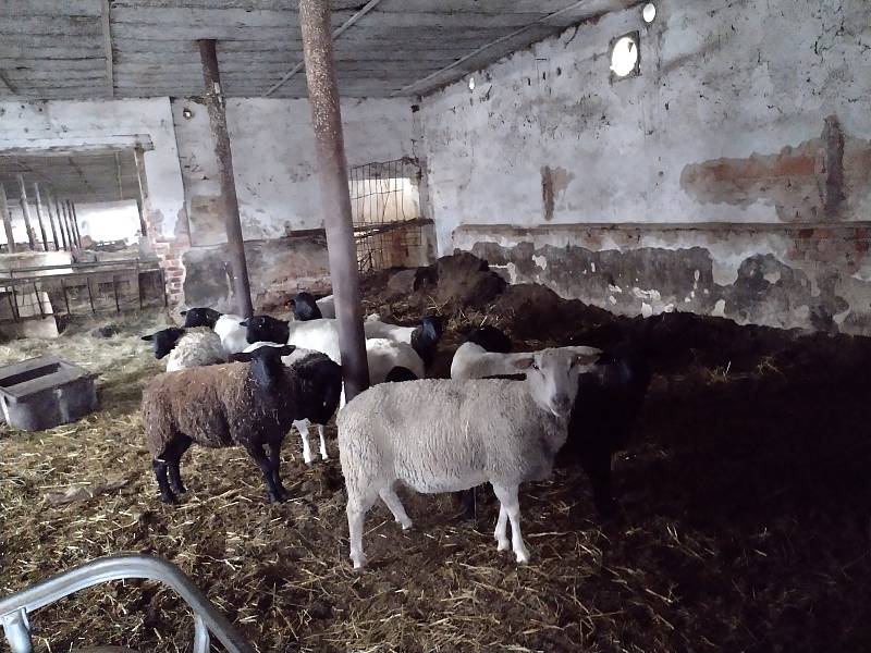 Areál s bývalým vepřínem a kravínem u Kněždubu ve středu dopoledne, zdejší chov čeká brzy kontrola krajské veterinární správy