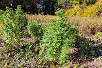 Policisty objevená marihuana z malé lesní plantáže ve Ždánickém lese. Snímky z roku 2022.