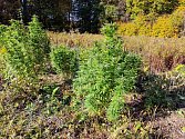 Policisty objevená marihuana z malé lesní plantáže ve Ždánickém lese. Snímky z roku 2022.