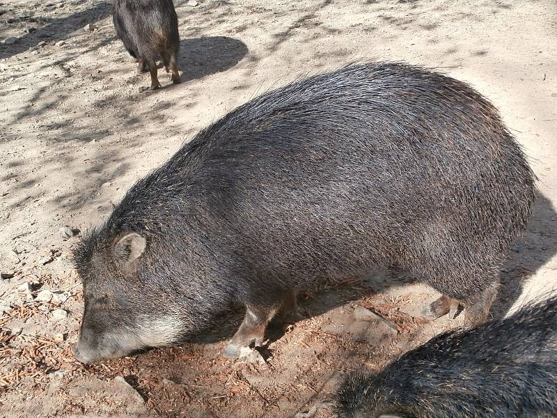 V zoo si můžete třeba i zahrát pexeso nebo kvíz. Vše s tématikou z říše zvířat.