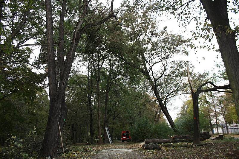 Za pomoci motorových pil ale i lan kácejí odborníci ve veselském zámeckém parku nepůvodní a nemocné stromy.