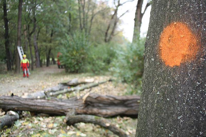 Za pomoci motorových pil ale i lan kácejí odborníci ve veselském zámeckém parku nepůvodní a nemocné stromy.