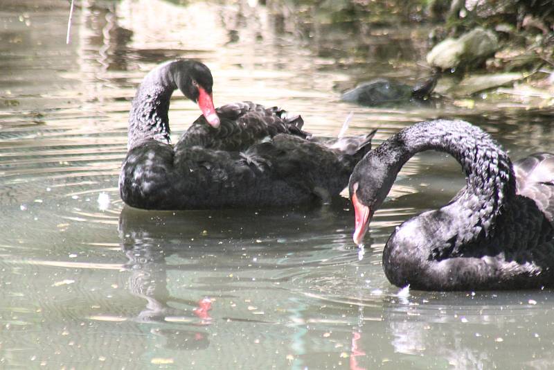 Lidé si mohou po znovuotevření zoologické zahrady prohlédnout zvířata ve venkovních výbězích či voliérách.