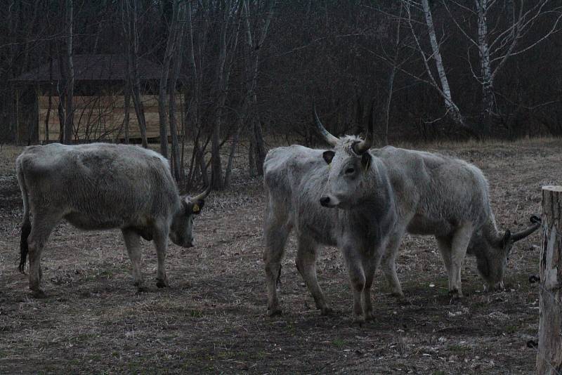 Příjezd čtyř krav uherského stepního skotu do Ptačího parku Kosteliska u Dubňan.