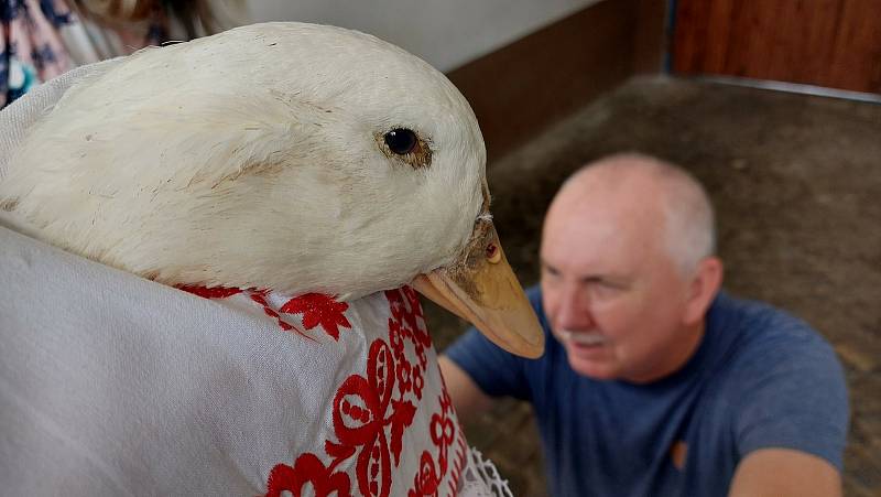 Krojovaná chasa na Svatováclavských hodech v Kostelci.