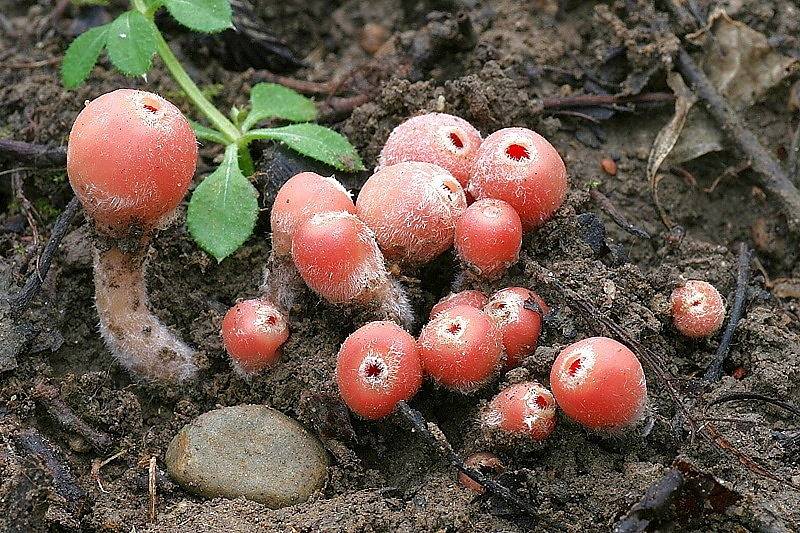Především houbaři si pochvalují teploty letošní zimy a déšť posledních dní. V lesích se objevily houby, které běžně rostou až v březnu. Další pak nacházejí ve větším množství, než je obvyklé. 