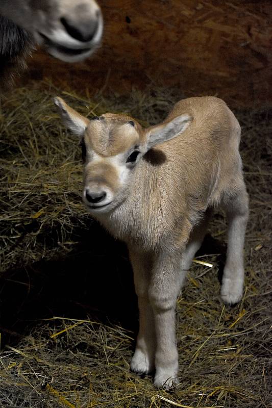 Hodonínská zoologická zahrada se může pochlubit novým přírůstkem, samečkem adaxe núbijského.