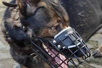 Na zemi se psem a ve vzduchu z vrtulníku. Policisté zkontrolovali na 200 chat v oblasti Lučina na Strážnicku.
