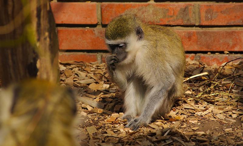 Zoo Hodonín znovu vítá návštěvníky.