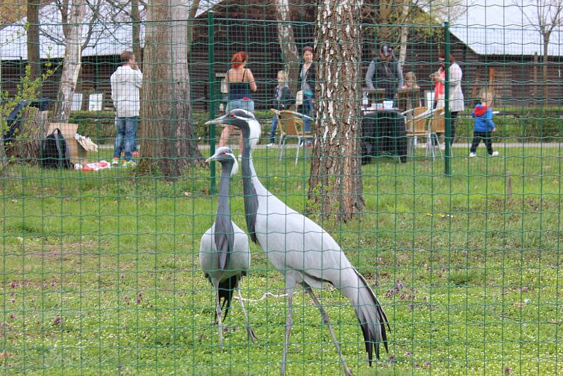 Den ptactva v Zoo Hodonín.