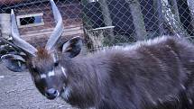 Sitatunga 