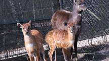 Stádečko sitatung chce hodonínská zoo rozšířit. Potřebovala by k tomu ale větší prostory.