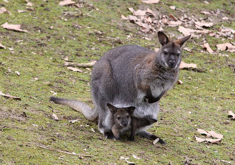 Některým stálým obyvatelům hodonínské zoo se pro změnu narodila mláďata, ve vaku si momentálně hoví malý klokan rudokrký.