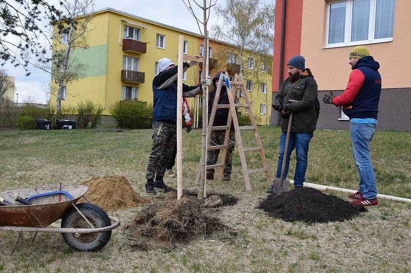 Bažantnici zaplnily nové stromy.