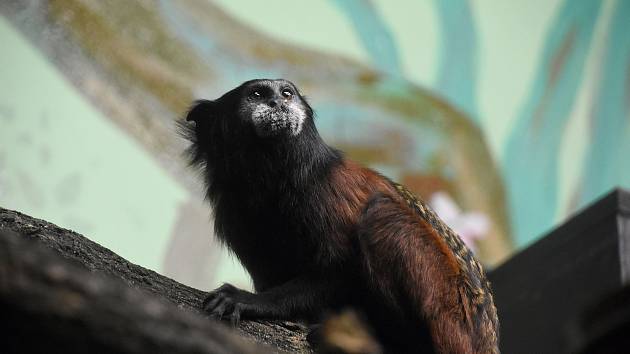 Tamaríni sedloví se zabydlují v hodonínské zoo.