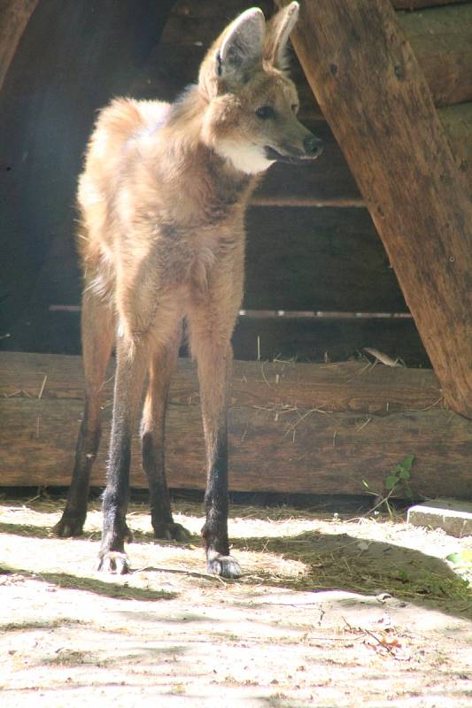 Lidé si mohou po znovuotevření zoologické zahrady prohlédnout zvířata ve venkovních výbězích či voliérách.