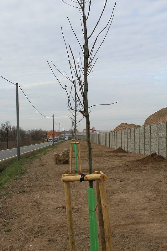 Nově vysázené červené duby u silnice mezi Hodonínem a Ratíškovicemi.