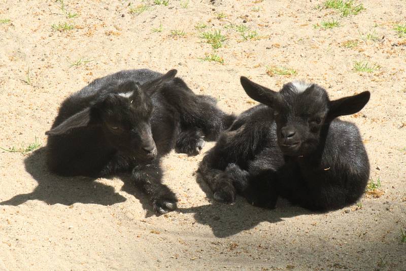 Lidé si mohou po znovuotevření zoologické zahrady prohlédnout zvířata ve venkovních výbězích či voliérách.