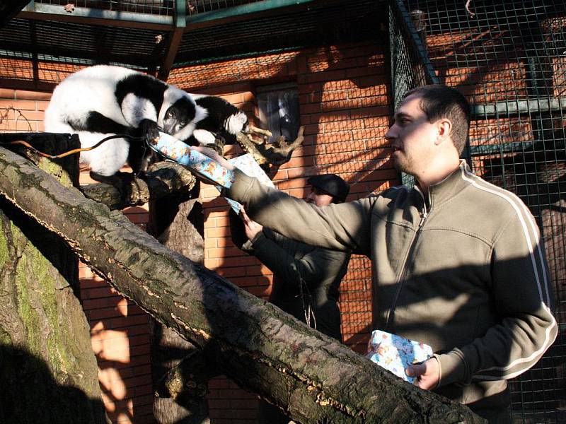 Vánoce slaví i hodnínská zoo. Děti z kroužku Sovičky, který při zoo funguje, připravily pro opice dárečky. Ty si je otevřou na Boží hod.