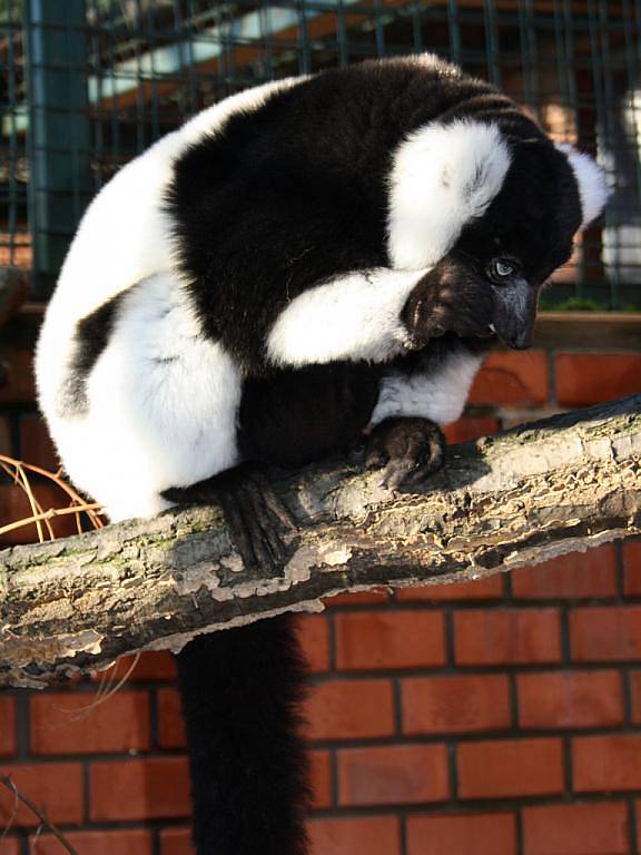 Vánoce slaví i hodnínská zoo. Děti z kroužku Sovičky, který při zoo funguje, připravily pro opice dárečky. Ty si je otevřou na Boží hod.