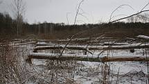 Tým z Mendelovy univerzity zkoumá vliv bobra na lesní hospodářství. Na snímku je situace poblíž Mikulčic.