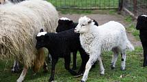 Ovce valašské přivedly na svět v hodonínské zoologické zahradě na jaře čtyři jehňátka.