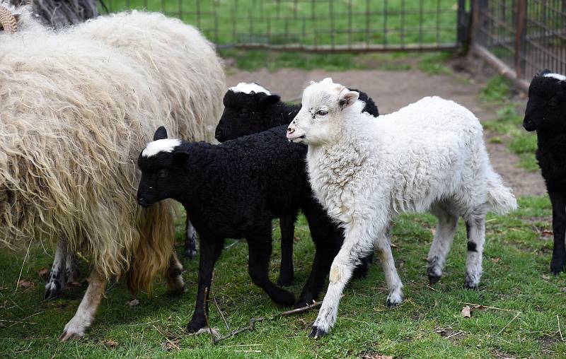 Ovce valašské přivedly na svět v hodonínské zoologické zahradě na jaře čtyři jehňátka.