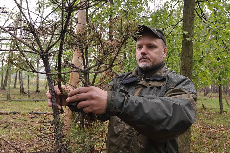 Miliony chroustů se právě rojí v lesích Moravské sahary na Hodonínsku. Spásají listy stromů a kladou do půdy vajíčka. Larvy ohrožují na osm tisíc hektarů lesa. Postřik však zatrhli ochránci přírody. Lesníci označili stav za kalamitní. Tomáš Crhonek z lesn