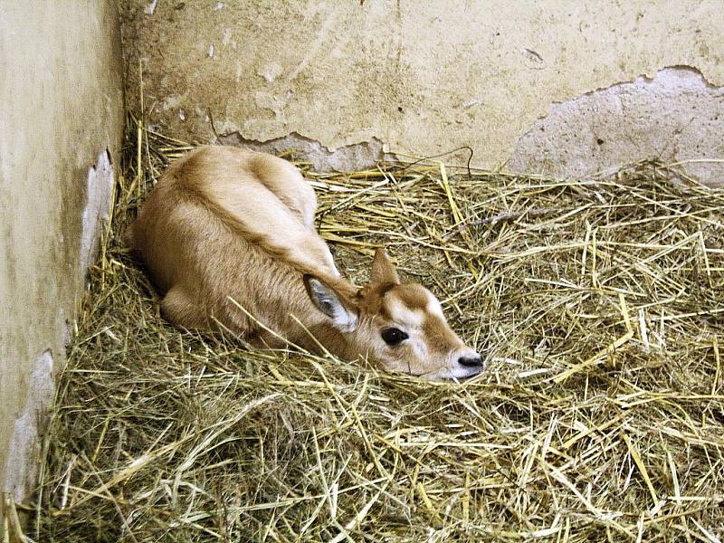 Hodonínská zoo má nový přírůstek, a to samičku oryxe Štěpánku.