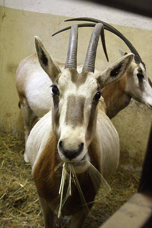 Jedna ze samic oryxe, žijící v hodonínské zoo porodila samičku Štěpánku.