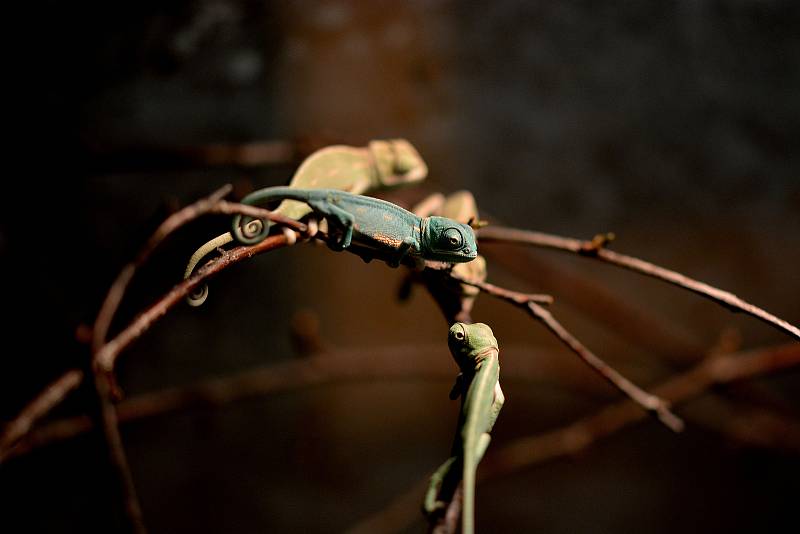 Noví chameleoni jemenští v Zoologické zahradě Hodonín.