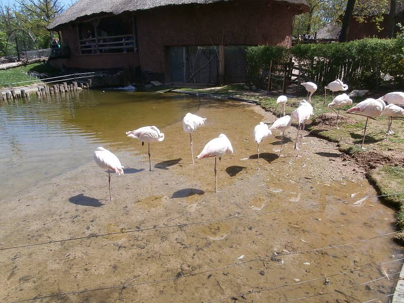 V zoo si můžete třeba i zahrát pexeso nebo kvíz. Vše s tématikou z říše zvířat.