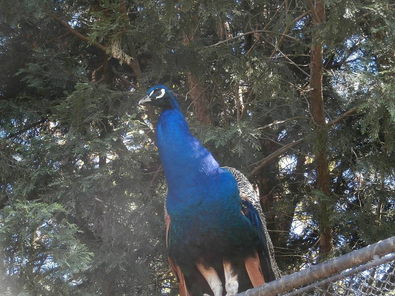 V zoo si můžete třeba i zahrát pexeso nebo kvíz. Vše s tématikou z říše zvířat.