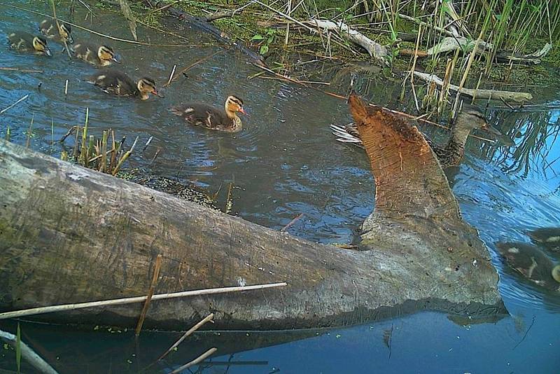 Kachny divoké v ptačím parku Kosteliska u Dubňan.