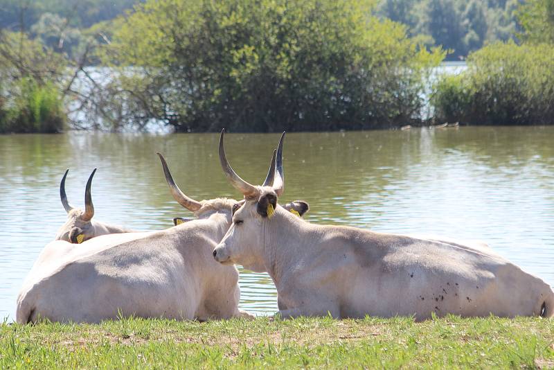 Krávy uherského stepního skotu i s novými telaty v ptačím parku Kosteliska u Dubňan.