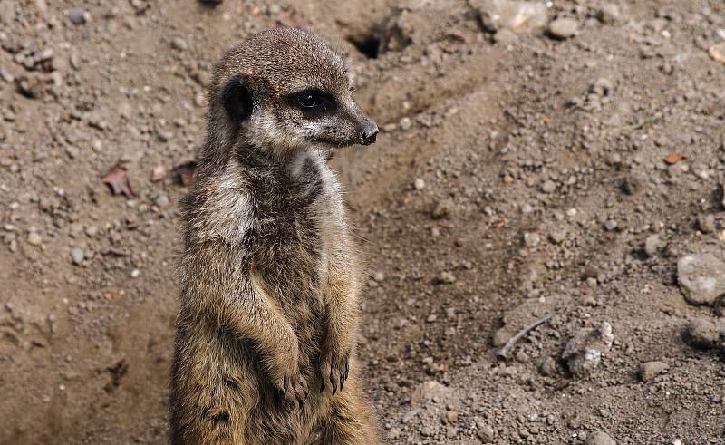 Zoo Hodonín znovu vítá návštěvníky.