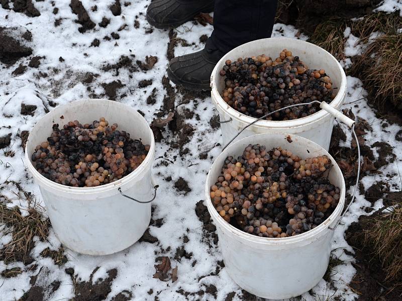 Zástupci vinařství Maláník-Osička z Mikulčic v pondělí sbírali hrozny na výrobu ledového vína. Teploty při sklizni musely být minimálně minus sedm stupňů.