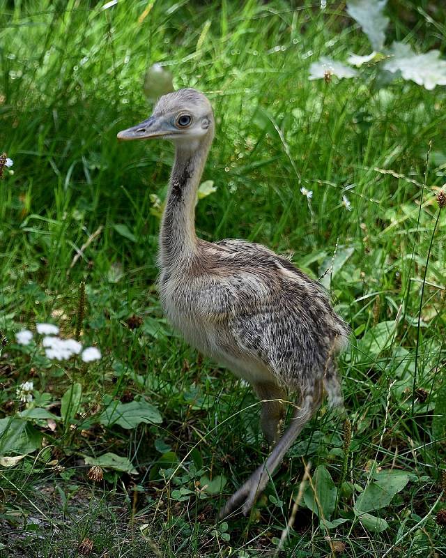 Nandu pandový ve výběhu hodonínské zoo.